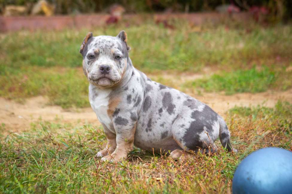 Собаки в других городах Московской области: Американский Булли парень покет Мальчик, 100 000 руб. - фото 3