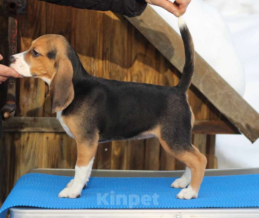 Собаки в Москве: Сука бигль Девочка, 55 000 руб. - фото 3