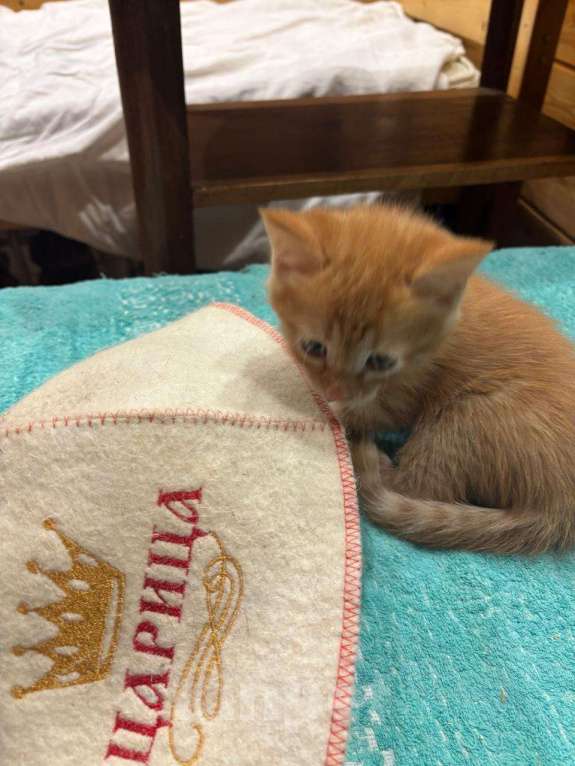 Кошки в Москве: Маленький котёнок Гномик а добрые руки  Мальчик, Бесплатно - фото 4