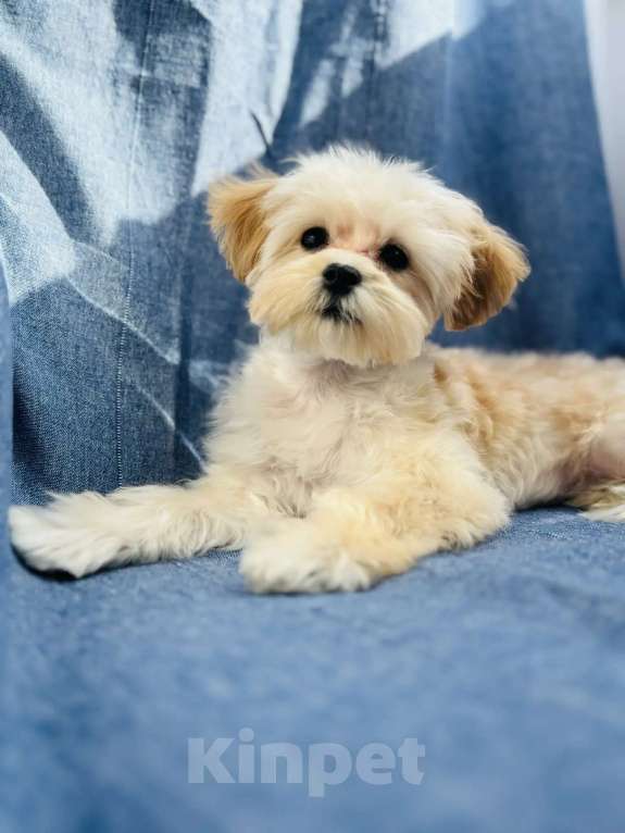 Собаки в Москве: Мини девочка мальтипу ф1 Девочка, 120 000 руб. - фото 4