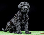 Собаки в Москве: Шикарный щенок Русского Черного Терьера Мальчик, 70 000 руб. - фото 4