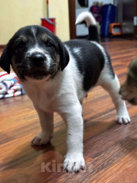 Собаки в Балашихе: Щенки очень хотят домой Мальчик, Бесплатно - фото 4