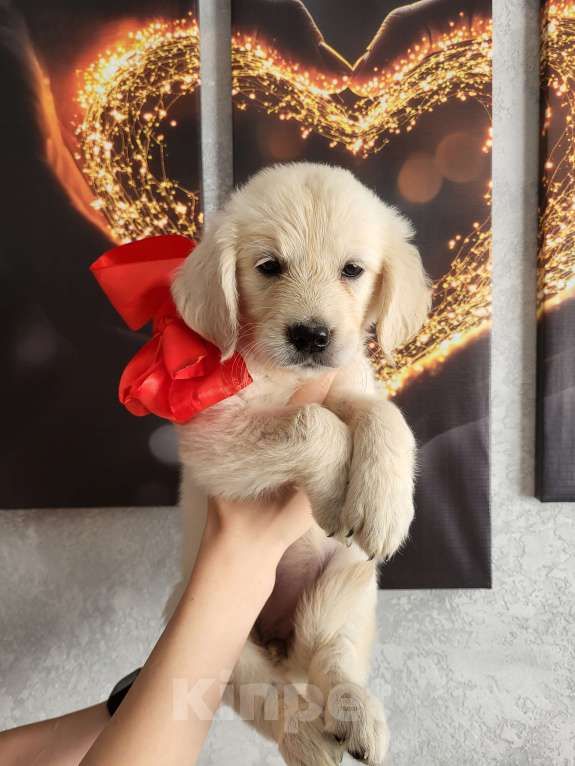 Собаки в Новошахтинске: Щенки золотистого ретривера Девочка, 35 000 руб. - фото 2