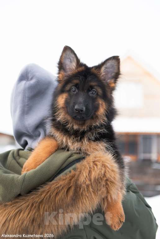 Собаки в Москве: Щенки длинношерстной немецкой овчарки Разнополые, 60 000 руб. - фото 2