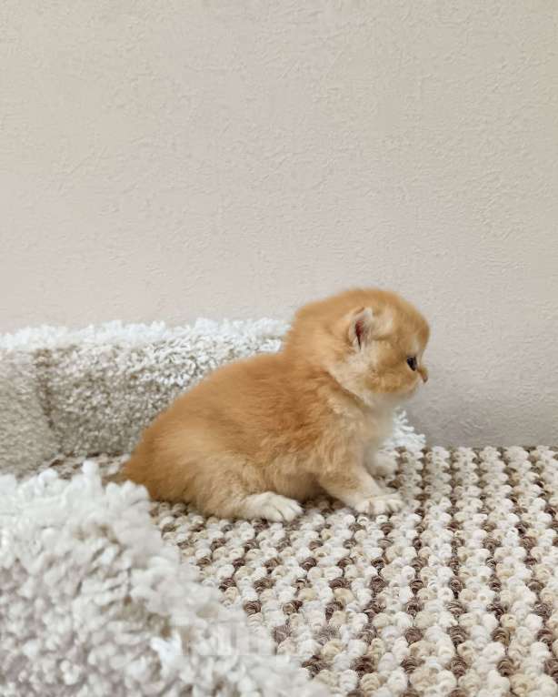 Кошки в Новосибирске: Британские котята золотая шиншилла  Девочка, 25 000 руб. - фото 9