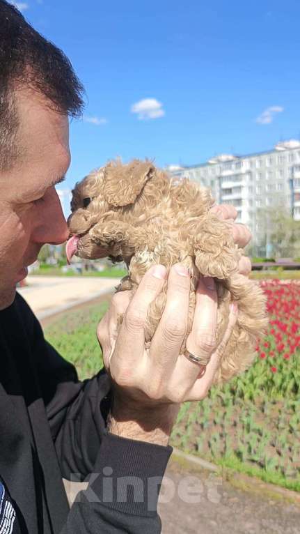 Собаки в Москве: Мальтипу Тедди девочка Девочка, 100 000 руб. - фото 2