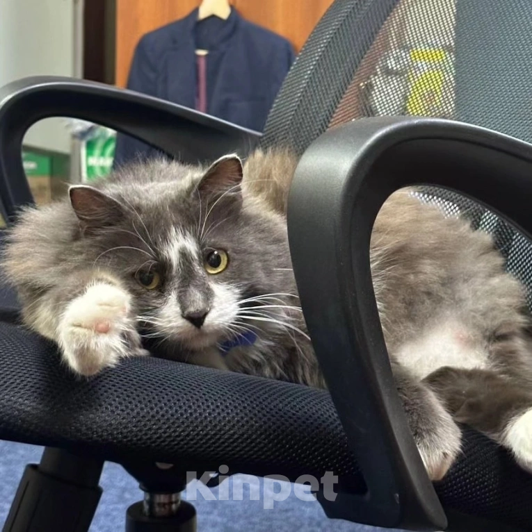 Кошки в Москве: Очаровательный кот Дымок в поисках семьи  Мальчик, Бесплатно - фото 2