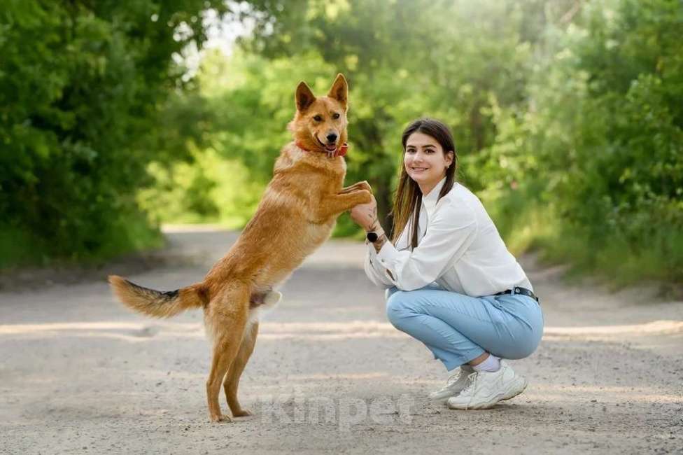 Собаки в Ярославле: Арни Ждет Вас в приюте! Мальчик, Бесплатно - фото 6