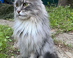 Кошки в Можайске: Пропал кот мейн-кун. Мальчик, Бесплатно - фото 1