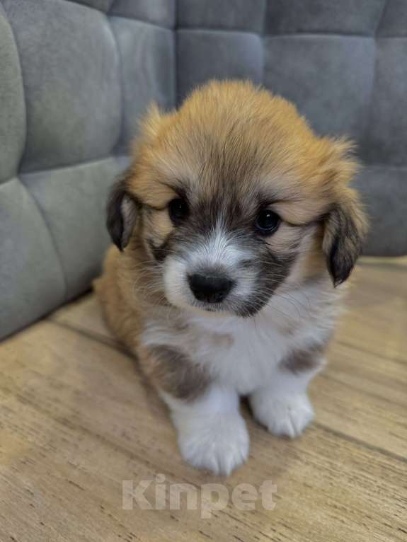 Собаки в Москве: Щенки Вельш Корги пемброк Девочка, 130 000 руб. - фото 3