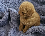 Собаки в Перми: Щенок ТойПуделя Мальчик, 45 000 руб. - фото 3