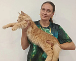 Кошки в Москве: Норвежский лесной котёнок Мальчик, 70 000 руб. - фото 3