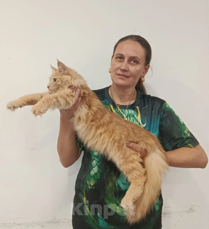 Кошки в Москве: Норвежский лесной котёнок Мальчик, 70 000 руб. - фото 3