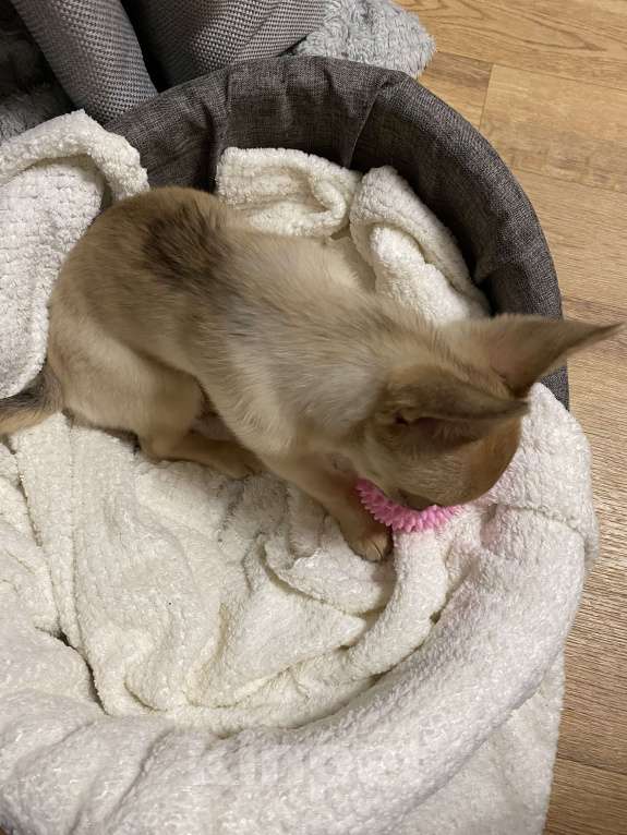 Собаки в Павлово: Мальчик чихуахуа, щенок, с коричневым носиком Мальчик, 20 000 руб. - фото 2