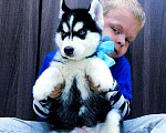 Собаки в Костроме: Голубоглазые Хаски щенки (+ женихи для вязки), 20 000 руб. - фото 1