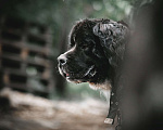 Собаки в Новосибирске: Бонифаций ждет хозяина Мальчик, 1 руб. - фото 4