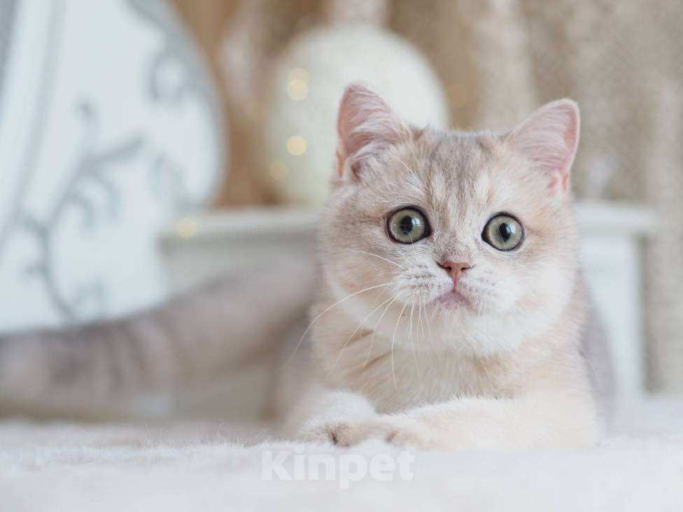 Кошки в Москве: Британская девочка Аура Девочка, 100 000 руб. - фото 9