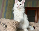 Кошки в Санкт-Петербурге: Котята Мейн-кун Девочка, 30 000 руб. - фото 1