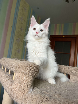 Котята Мейн-кун