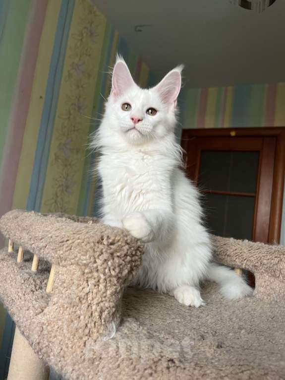 Кошки в Санкт-Петербурге: Котята Мейн-кун Девочка, 30 000 руб. - фото 1