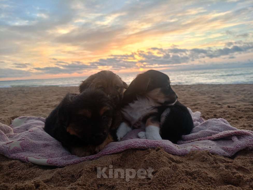 Собаки в Севастополе: В добрые ручки Девочка, Бесплатно - фото 4