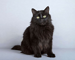 Кошки в Москве: Ласковый чёрный пушистый котик Хеликс Мальчик, Бесплатно - фото 7