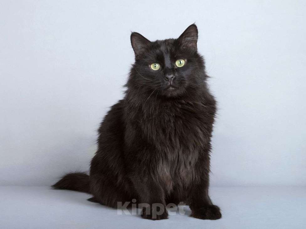 Кошки в Москве: Ласковый чёрный пушистый котик Хеликс Мальчик, Бесплатно - фото 7