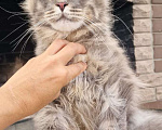 Кошки в Краснодаре: Котик мейнкун Мальчик, 15 000 руб. - фото 1