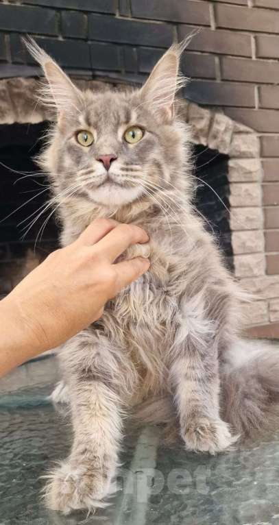 Кошки в Краснодаре: Котик мейнкун Мальчик, 15 000 руб. - фото 1