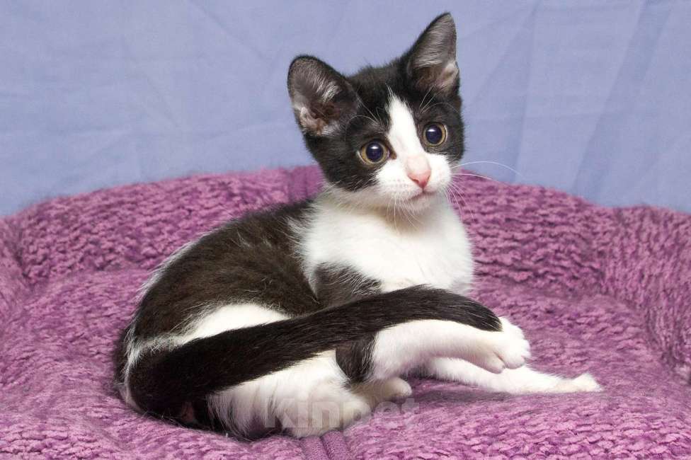 Кошки в Москве: Самые любопытные ушки в мире. Миюша Девочка, Бесплатно - фото 4