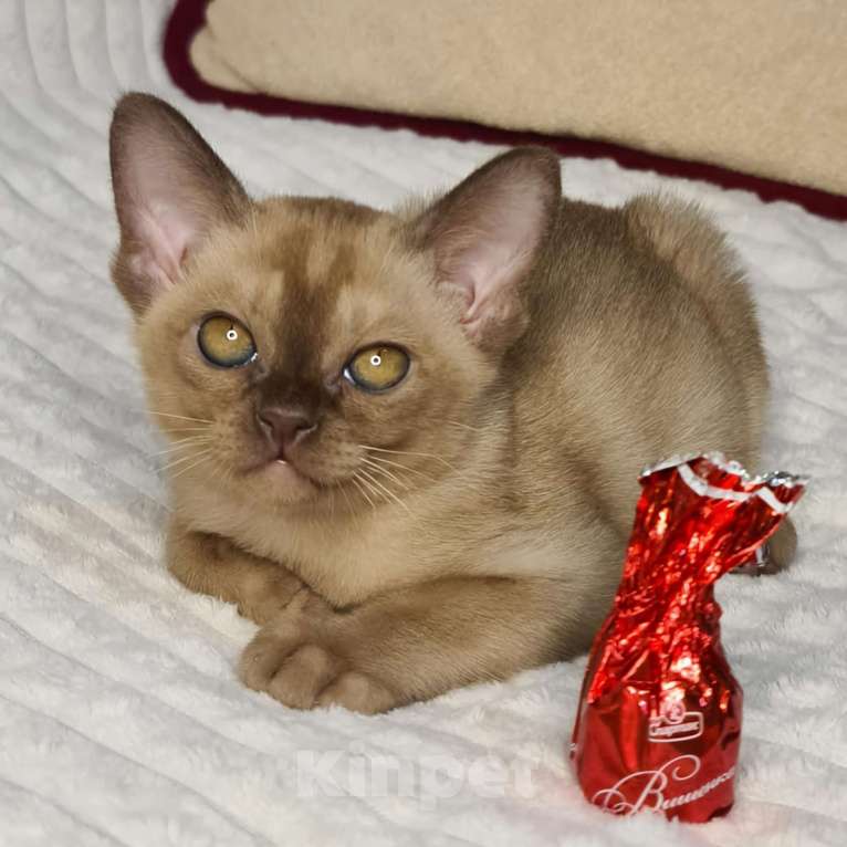 Кошки в Ростове-на-Дону: Европейская Бурма котята Девочка, Бесплатно - фото 5