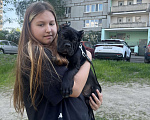 Собаки в Москве: Щенок Девочка, 120 000 руб. - фото 3