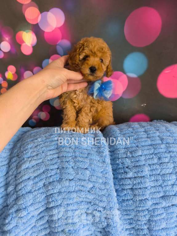 Собаки в Пушкино: Мальчик  Мальчик, 60 000 руб. - фото 2