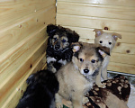 Собаки в Ижевске: Ищу хозяев Мальчик, Бесплатно - фото 2