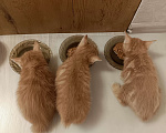 Кошки в Перми: Продам отличных котят Курильских бобтейлов рыжие. Мальчик, 9 000 руб. - фото 7