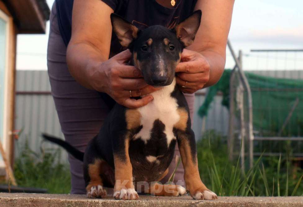 Собаки в Всеволожске: ММ МОККАЧИНА ШОКОЛАДНЫЙ ЛАТТЕ Девочка, Бесплатно - фото 3