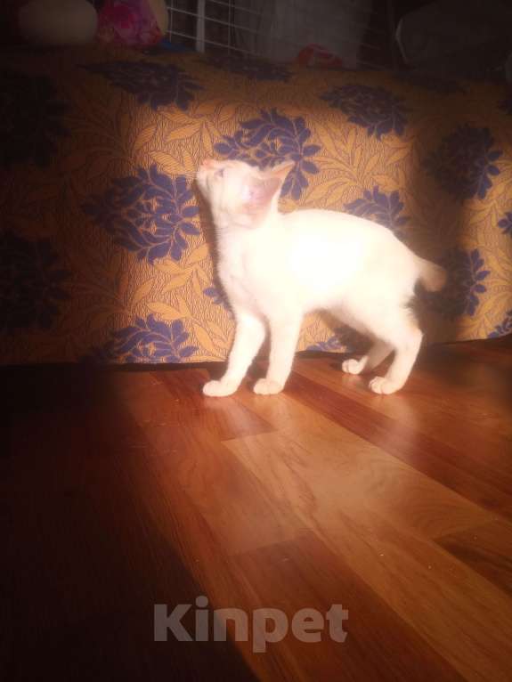 Кошки в Санкт-Петербурге: Меконгский бобтейл Мальчик, 20 000 руб. - фото 3