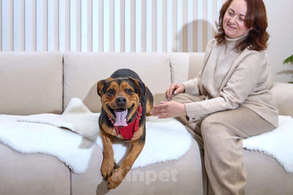 Собаки в Москве: Пёс в добрые руки Мальчик, Бесплатно - фото 2