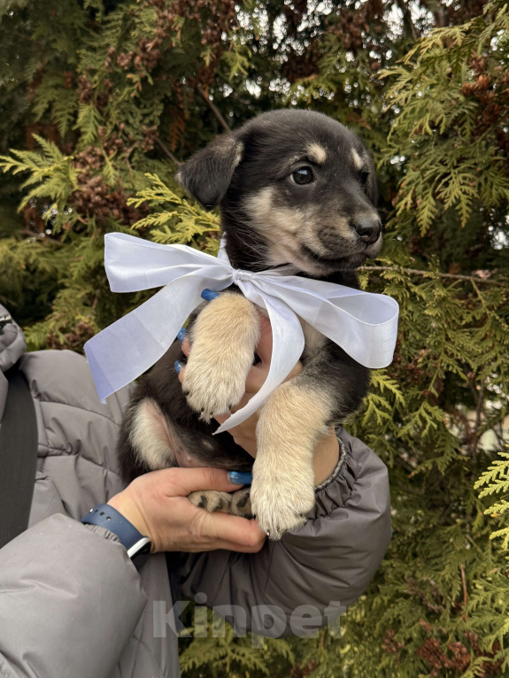 Собаки в Москве: Красивые щенки девочки в дар! Дайте шанс не замерзнуть! Девочка, Бесплатно - фото 6