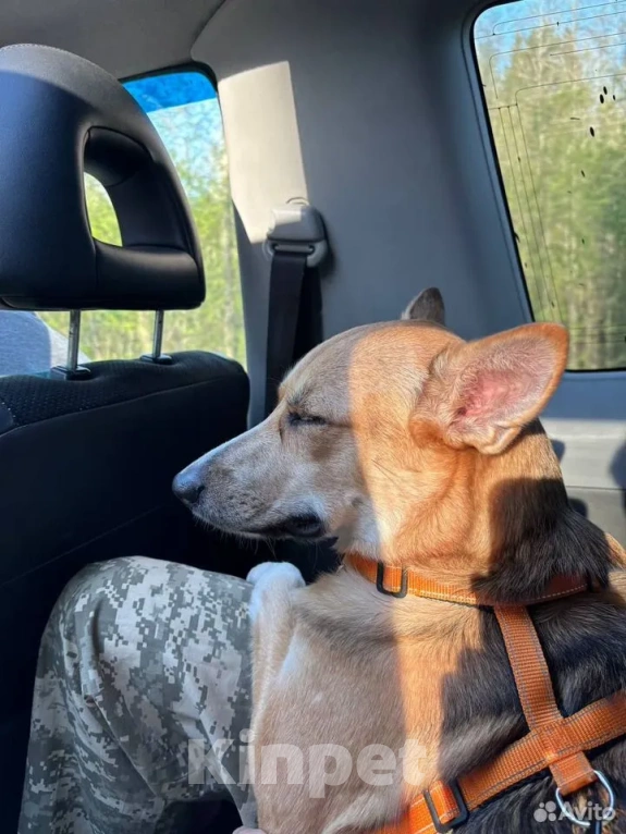 Собаки в Санкт-Петербурге: Собака в добрые руки Девочка, Бесплатно - фото 5