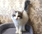 Кошки в Куровском: Котята даром в добрые руки Разнополые, Бесплатно - фото 4