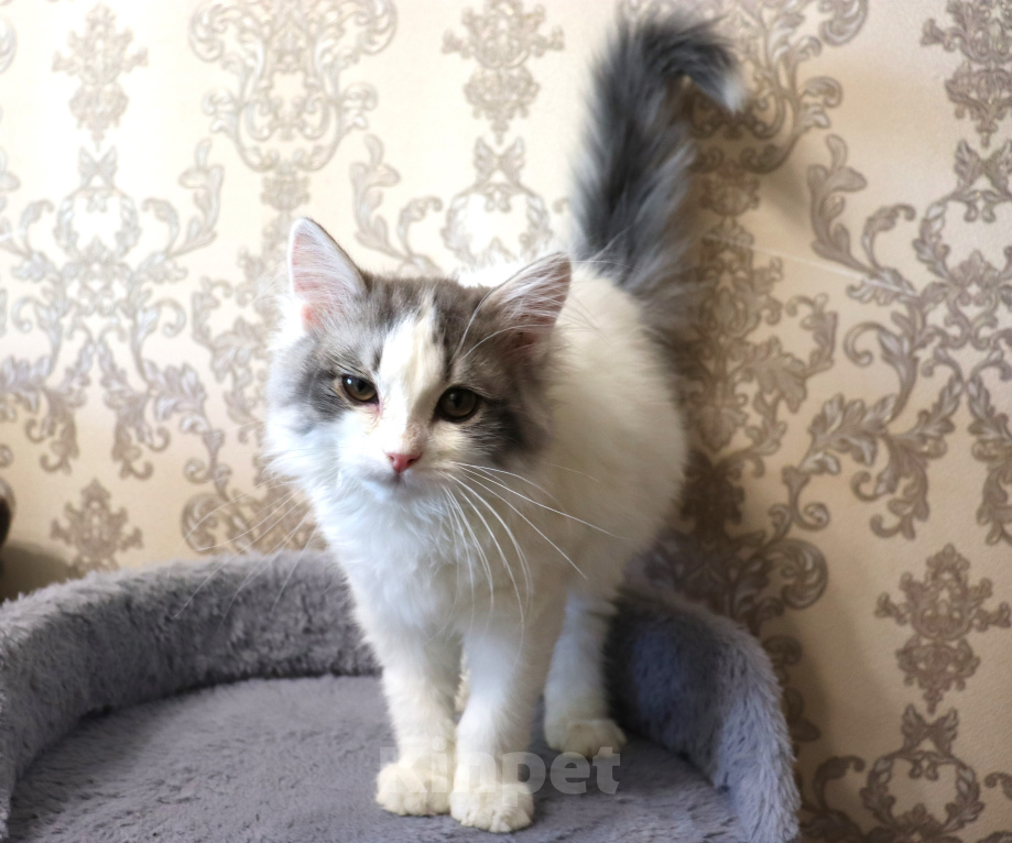 Кошки в Куровском: Котята даром в добрые руки Разнополые, Бесплатно - фото 4
