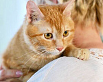 Кошки в Москве: Кошечка Апельсинка - рыжая красавица в добрые руки Девочка, Бесплатно - фото 1