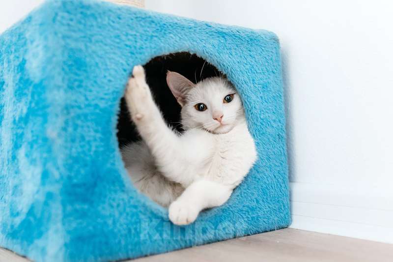 Кошки в Москве: Белый котенок Луна в добрые руки Девочка, 1 руб. - фото 10