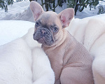 Собаки в Москве: Девочка французский бульдог. Девочка, 60 000 руб. - фото 4