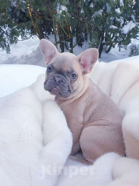 Собаки в Москве: Девочка французский бульдог. Девочка, 60 000 руб. - фото 4