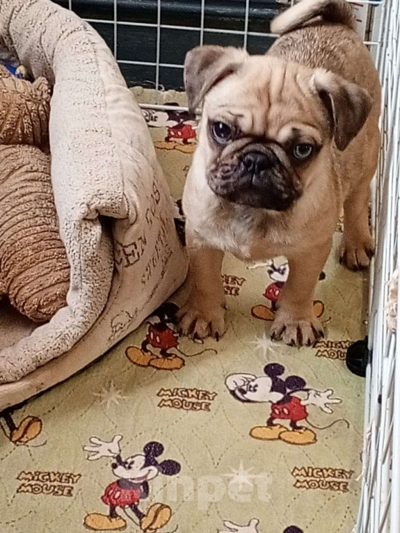 Собаки в Красногорске: Мальчики fawn merle Мальчик, 45 000 руб. - фото 5