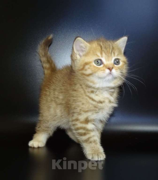 Кошки в Москве: Шотланские котята, шоколадный окрас, девочки, БРИД-класс Девочка, 30 000 руб. - фото 2