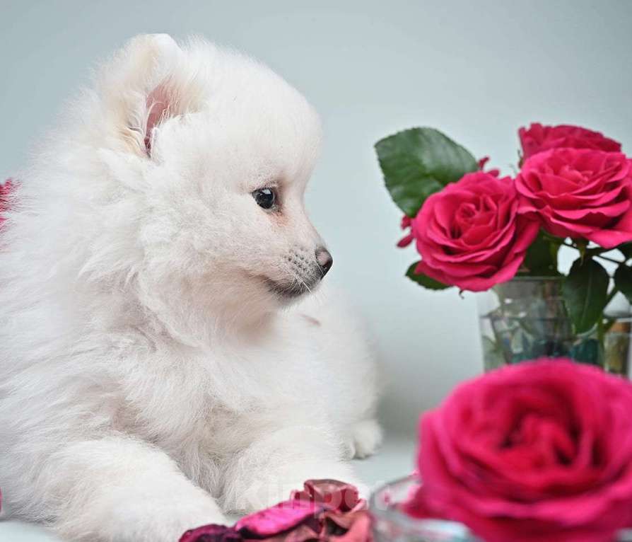 Собаки в Нижнем Новгороде: Щенок шпица Мальчик, 40 000 руб. - фото 3