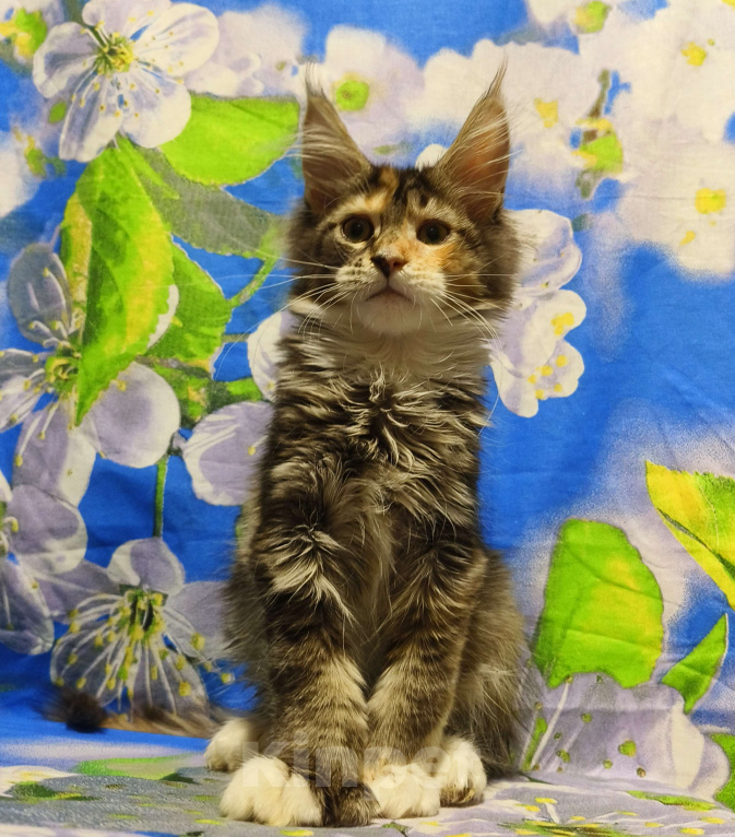 Кошки в Москве: Котёнок Мейн-кун Полидакт Девочка Девочка, 90 000 руб. - фото 1